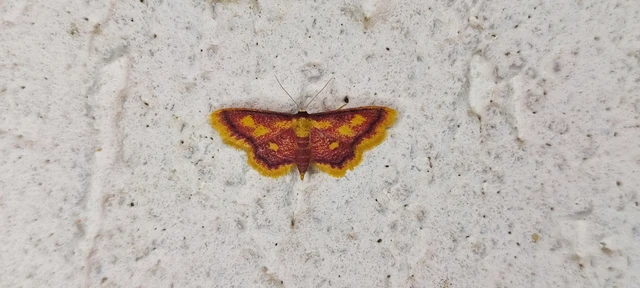 Idaea muricata - mocsári pirosaraszoló