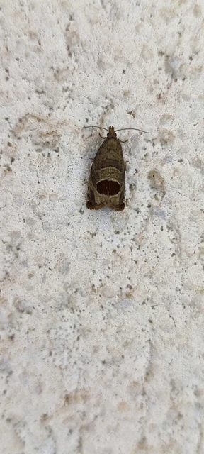 Notocelia uddmanniana - málnasodró tükrösmoly