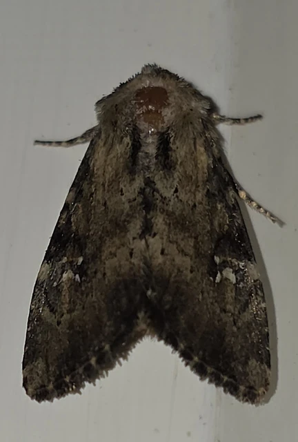 Loscopia scolopacina - csinos dudvabagoly