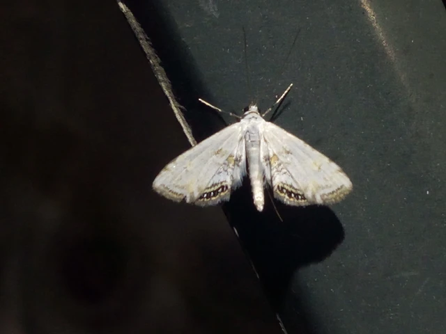 Cataclysta lemnata - békalencsemoly
