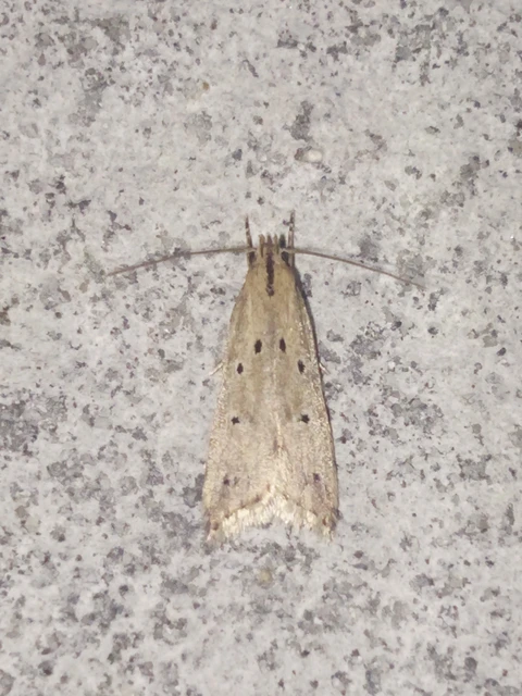 Brachmia inornatella - nádrágó lápimoly