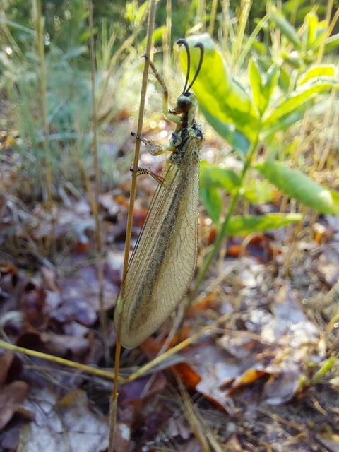 Myrmecaelurus trigrammus - hangyafarkas