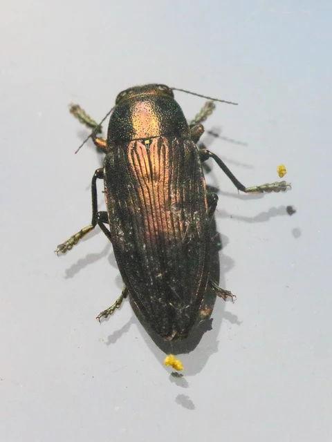 Buprestis haemorrhoidalis - foltosfejű díszbogár
