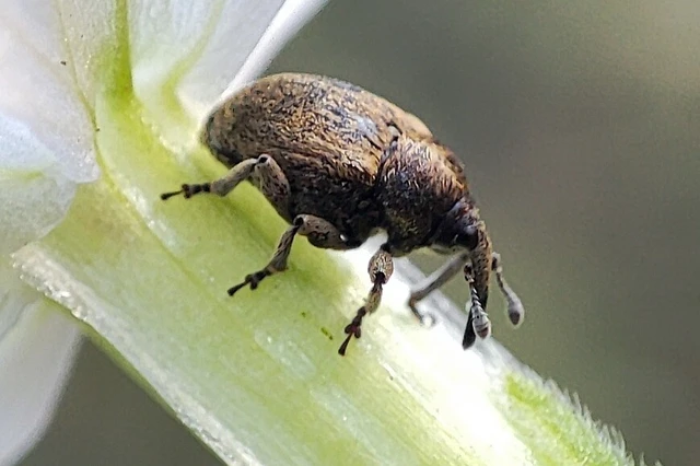 Sibinia pellucens - mécsvirágormányos