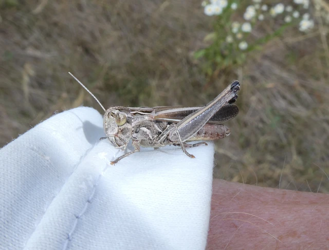Stenobothrus lineatus - jajgató rétisáska