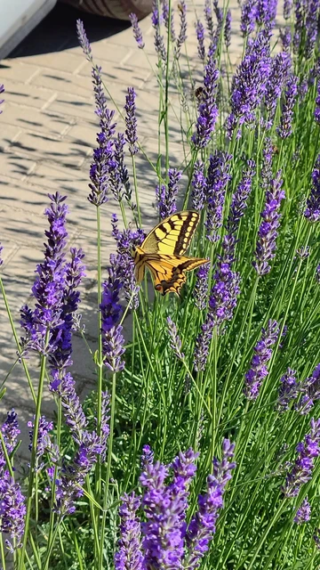 Papilio machaon - fecskefarkú lepke