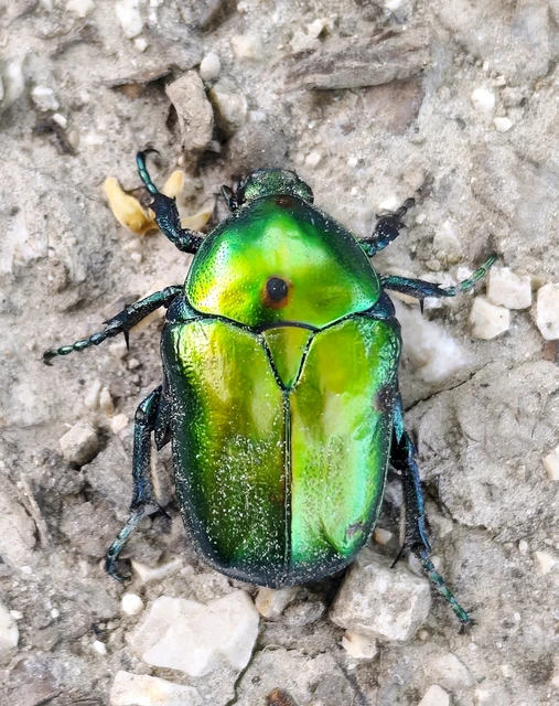 Protaetia affinis - smaragdzöld virágbogár
