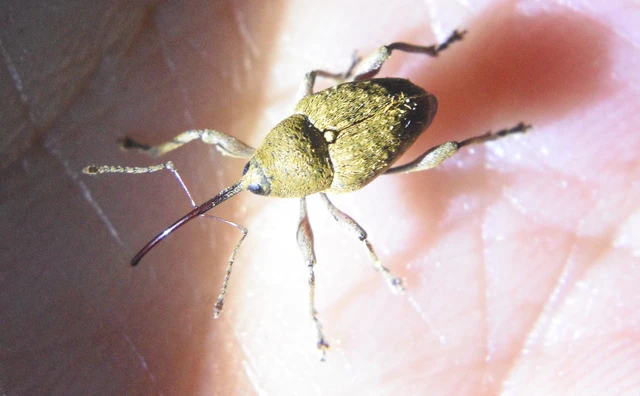 Curculio nucum - mogyorózsuzsóka