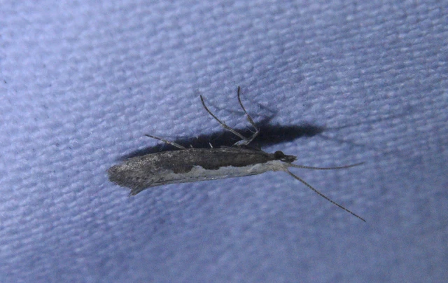 Plutella xylostella - káposztamoly