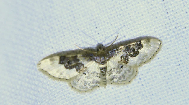 Idaea rusticata - tarka apróaraszoló