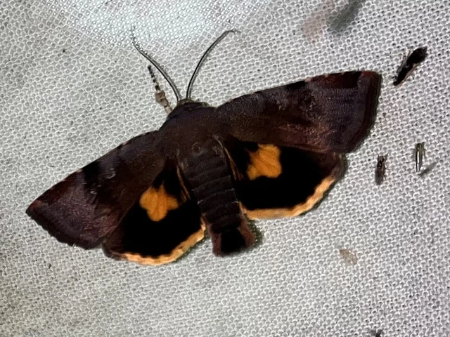 Noctua janthina - tarka sárgafűbagoly