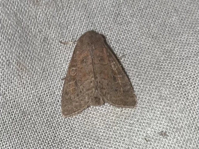 Parastichtis suspecta - sötét erdeibagoly