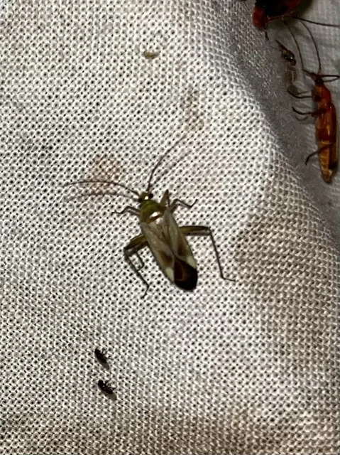 Adelphocoris lineolatus - lucernapoloska
