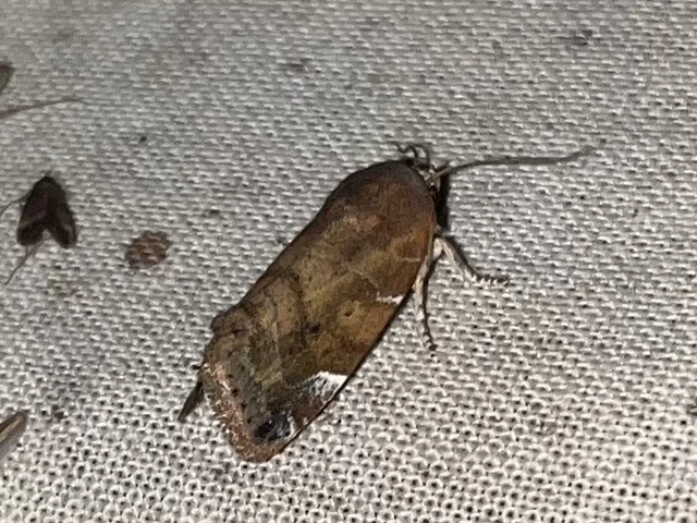 Cosmia affinis - barna lombbagoly