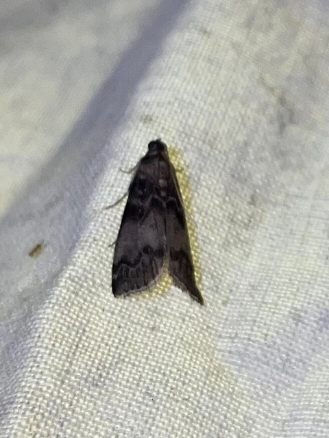 Euzophera pinguis - kőrislakó karcsúmoly