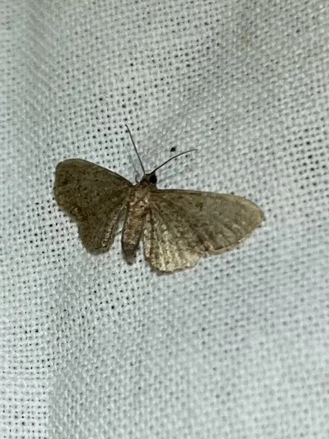 Eupithecia
