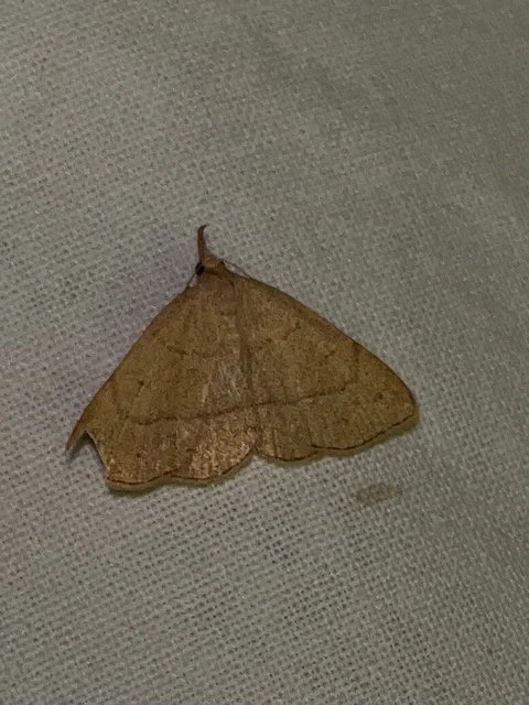 Paracolax tristalis - sárgás karcsúbagoly