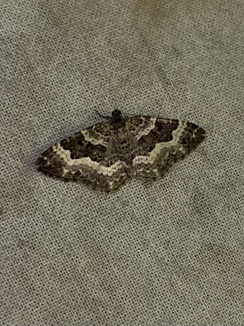 Epirrhoe alternata - galaj-tarkaaraszoló