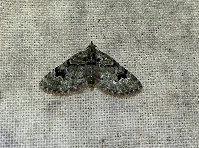 Chloroclystis v-ata - zöldes törpearaszoló