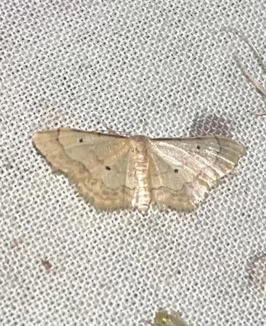 Idaea politaria - vonalas apróaraszoló