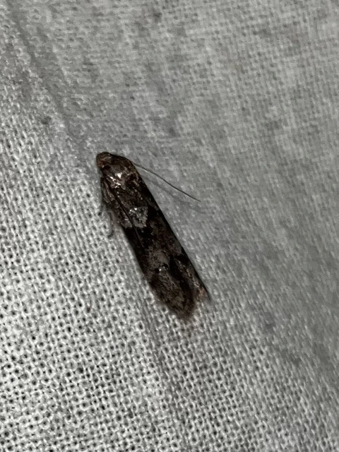 Blastobasidae - avarevő-molyfélék