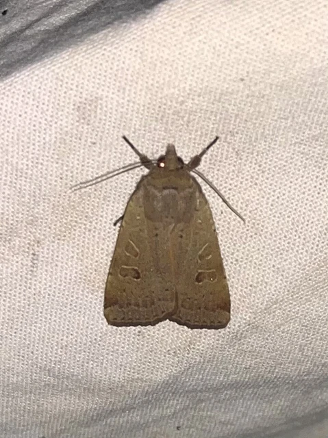 Noctua comes - kis sárgafűbagoly