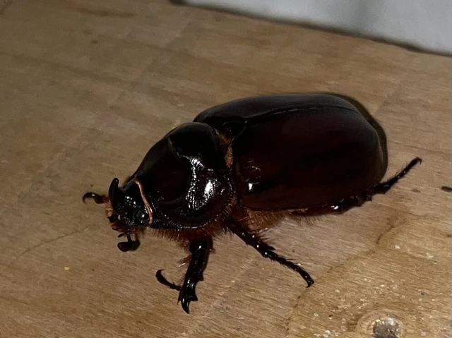 Oryctes nasicornis - orrszarvú bogár
