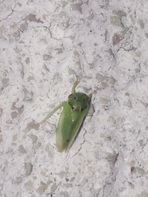 Iassus Iassus