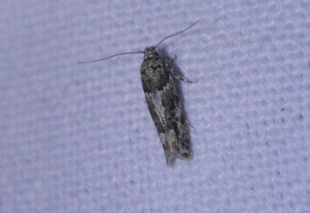 Recurvaria nanella - kis vörös-rügysodrómoly