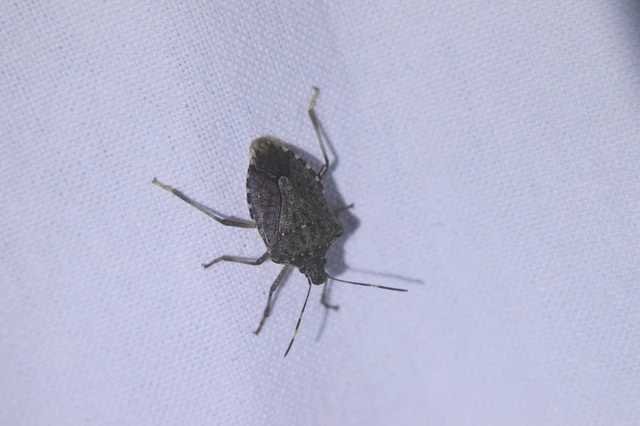 Halyomorpha halys - ázsiai márványospoloska Halyomorpha halys - ázsiai márványospoloska