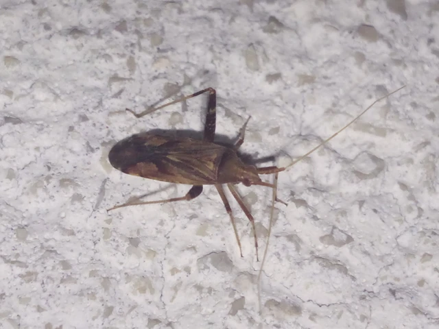 Phytocoris