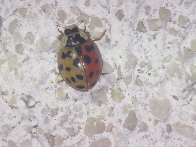 Harmonia axyridis - harlekinkatica