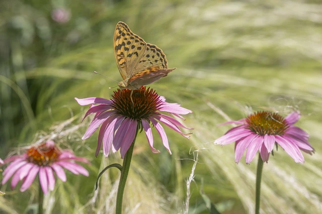 Argynnis pandora - zöldes gyöngyházlepke