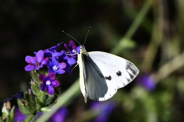 Pieris napi - repcelepke
