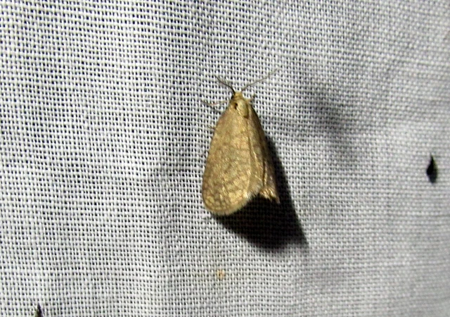 Bijugis bombycella - alkonyati zsákhordólepke