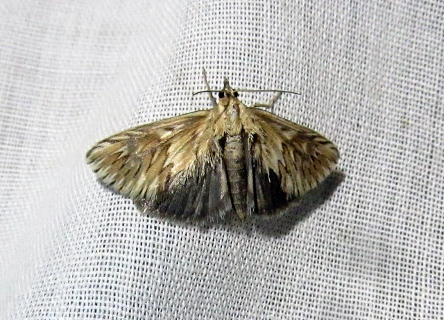 Cynaeda dentalis - gyakori ciframoly