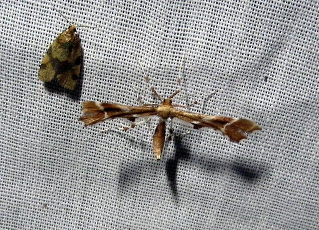 Cnaemidophorus rhododactyla - rózsabogyó-tollasmoly