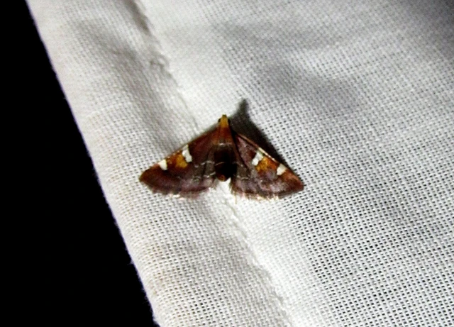 Pyralis regalis - pompás fényilonca