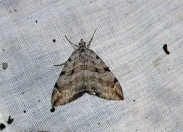 Aplocera efformata/plagiata