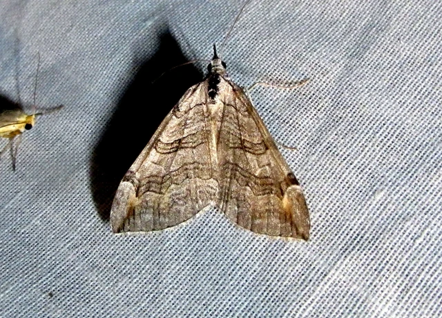 Aplocera efformata/plagiata