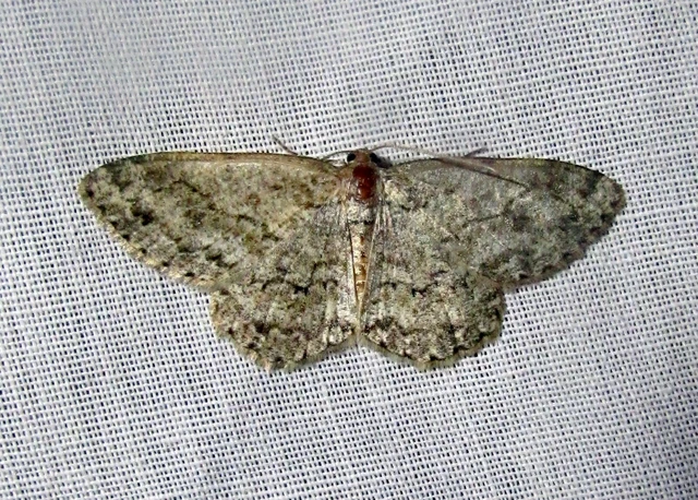 Ectropis crepuscularia - avararaszoló