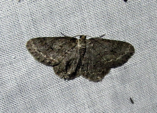Ectropis crepuscularia - avararaszoló