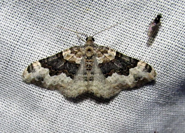 Epirrhoe galiata - sávos galajaraszoló