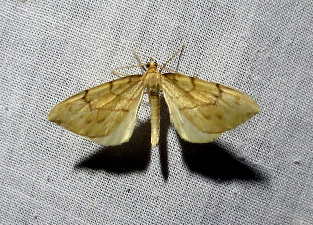 Eulithis pyraliata - sárga galajaraszoló