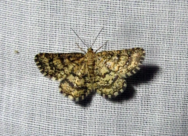 Heliomata glarearia - bőrszínű araszoló