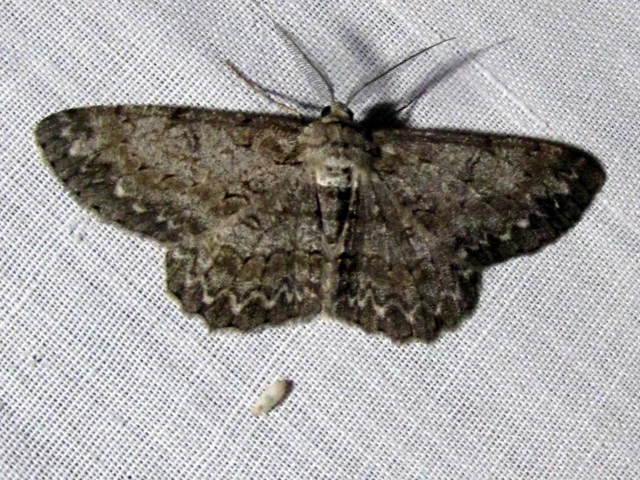 Hypomecis punctinalis - pettyes faaraszoló