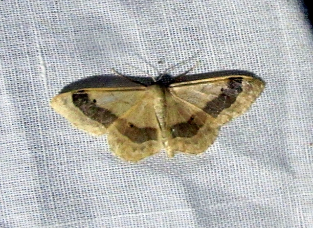 Idaea aversata - nagy sávosaraszoló