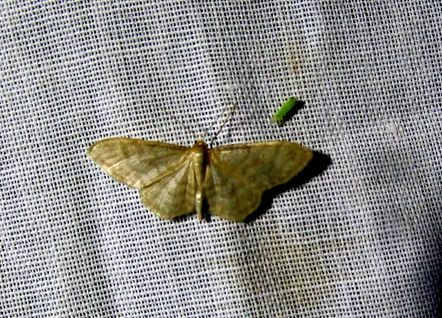 Idaea dilutaria - napvirág-apróaraszoló