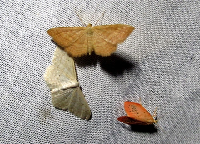 Idaea ochrata - okkerszínű sávosaraszoló