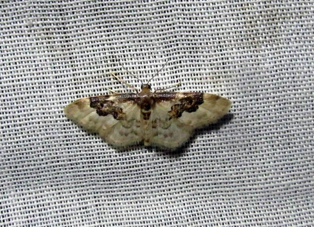 Idaea rusticata - tarka apróaraszoló